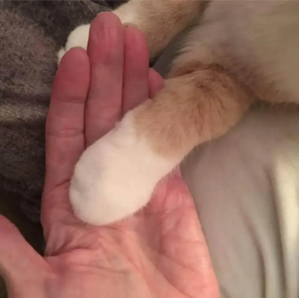 Rescue cat won’t stop licking and hugging his new owner after being adopted