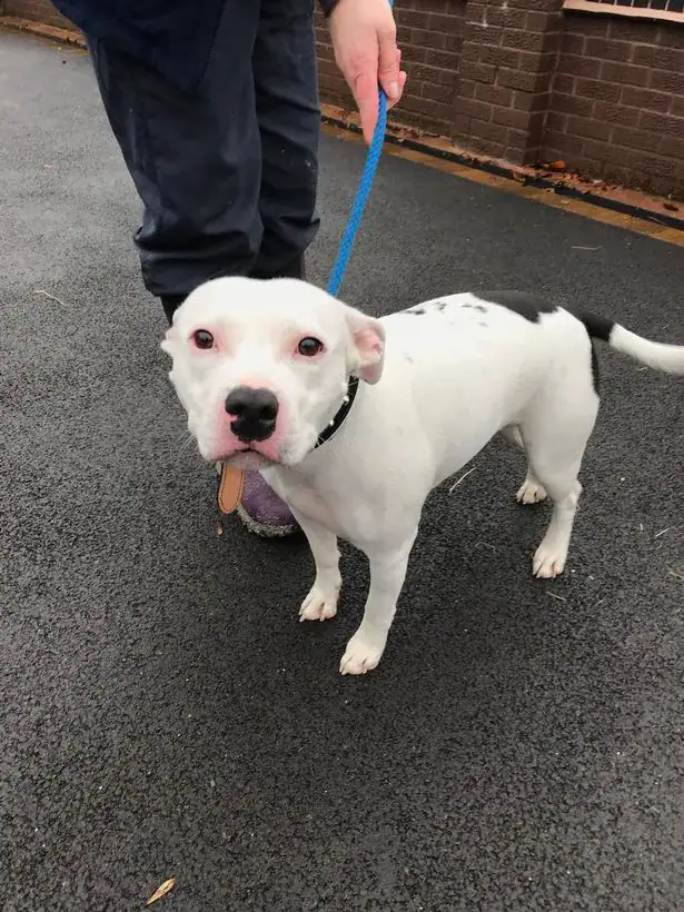 Dog Desperately Tries To Jump Back Into Car As Cruel Owner Dumps Him On The Side Of The Road