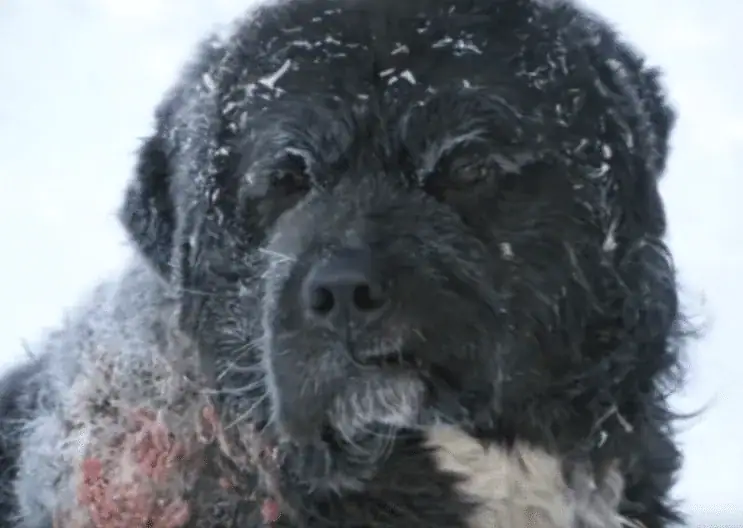 Dog chained for 4 years in bitter cold forced to take turns keeping one paw off of the freezing ground