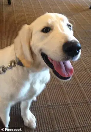 Man stabs 4-year-old service dog 100 times, dumps him in trash – then cops show up to serve justice