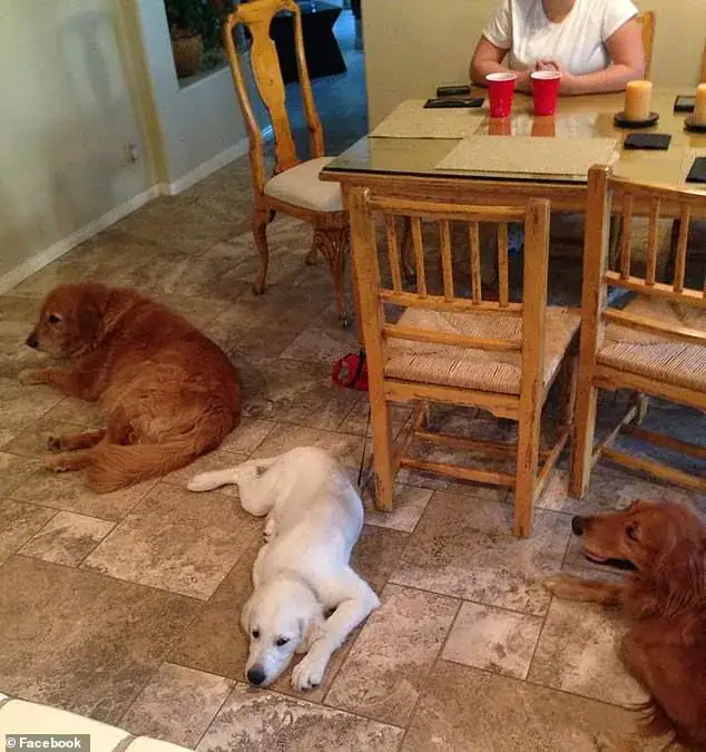 Man stabs 4-year-old service dog 100 times, dumps him in trash – then cops show up to serve justice