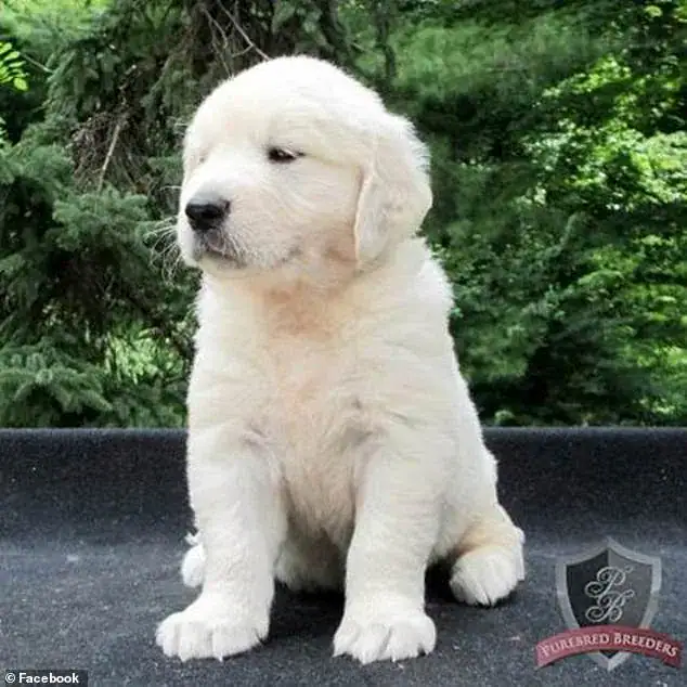 Man stabs 4-year-old service dog 100 times, dumps him in trash – then cops show up to serve justice