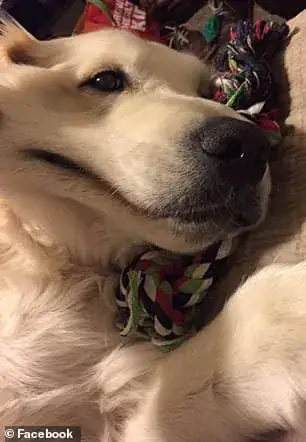 Man stabs 4-year-old service dog 100 times, dumps him in trash – then cops show up to serve justice