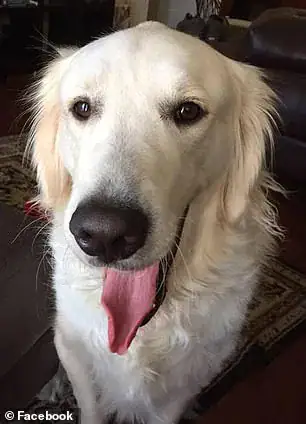 Man stabs 4-year-old service dog 100 times, dumps him in trash – then cops show up to serve justice