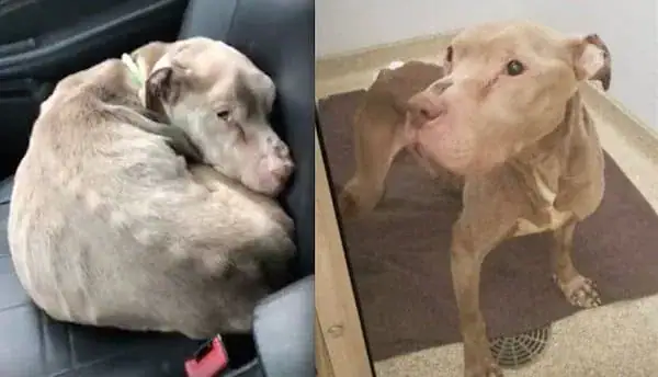 Woman holds dying shelter dog in her arms all night long so he won’t pass away alone