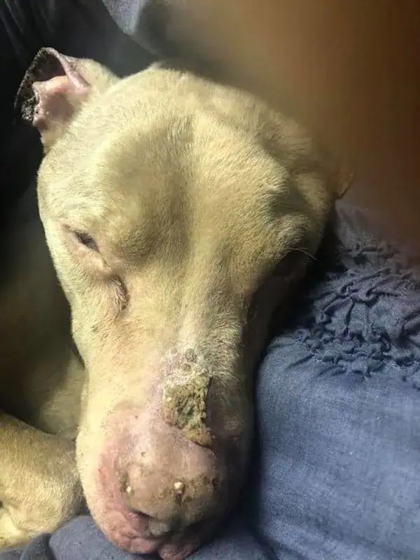 Woman holds dying shelter dog in her arms all night long so he won’t pass away alone