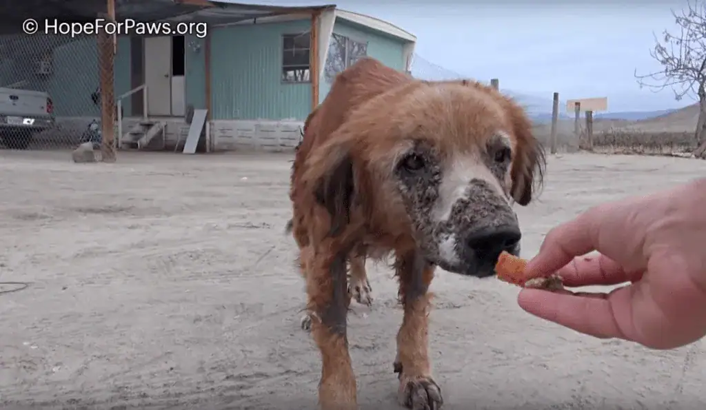 Sick and filthy homeless dog closes his eyes knowing he’s safe for the first time