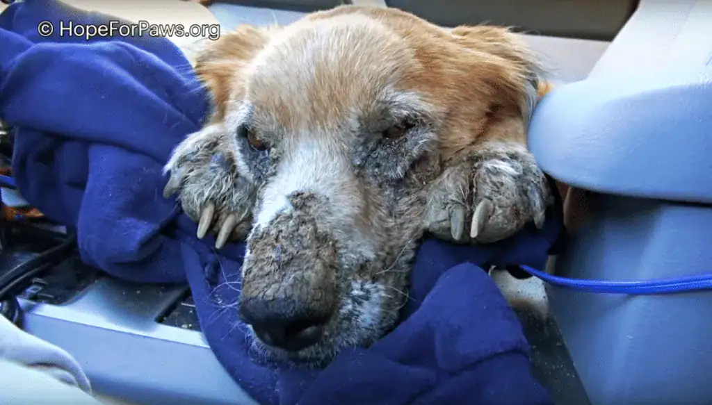 Sick and filthy homeless dog closes his eyes knowing he’s safe for the first time