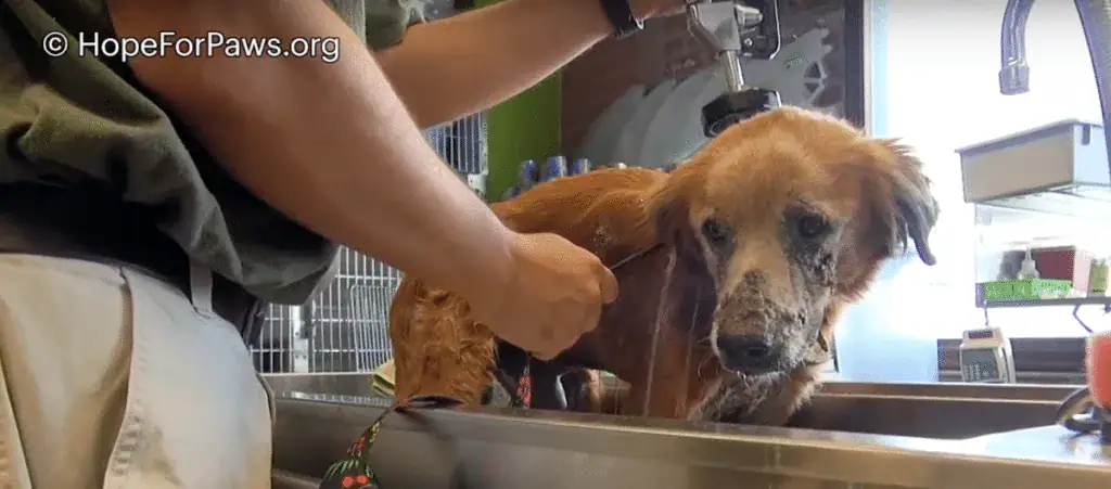 Sick and filthy homeless dog closes his eyes knowing he’s safe for the first time