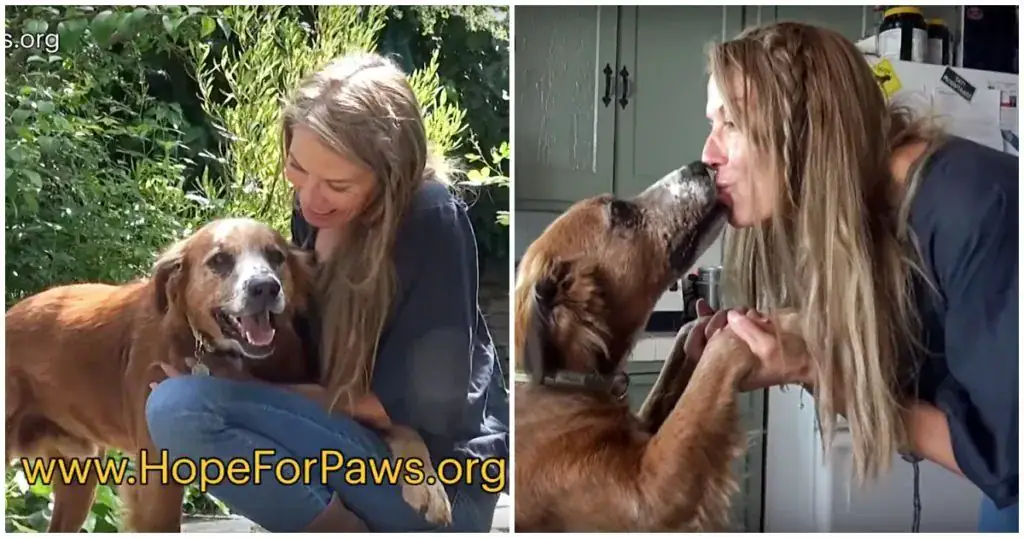 Sick and filthy homeless dog closes his eyes knowing he’s safe for the first time