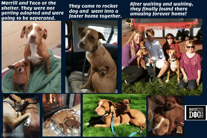https://www.facebook.com/Rocket.Dog.Rescue/