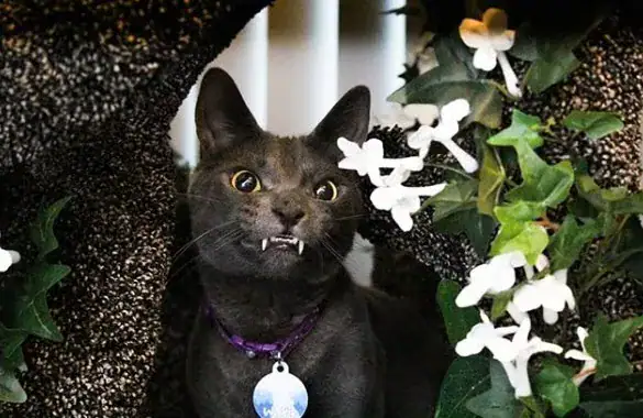 Company built the most magical cat tree for this special needs kitty and I’ve never seen anything like it