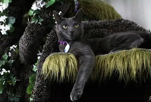 Company built the most magical cat tree for this special needs kitty and I’ve never seen anything like it