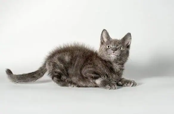 Company built the most magical cat tree for this special needs kitty and I’ve never seen anything like it