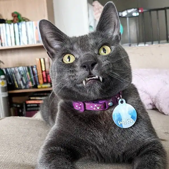 Company built the most magical cat tree for this special needs kitty and I’ve never seen anything like it