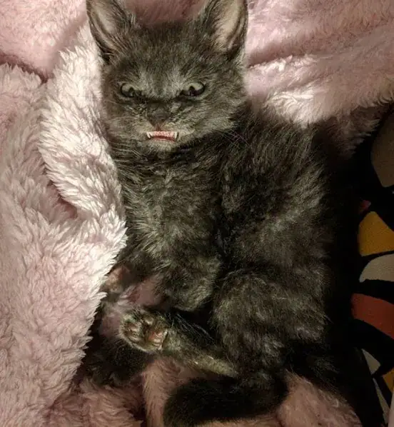 Company built the most magical cat tree for this special needs kitty and I’ve never seen anything like it