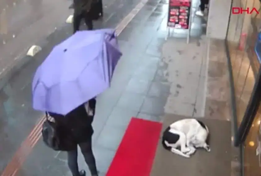 Wet, frozen dog tries to take shelter: then a stranger’s actions are caught on camera – go viral