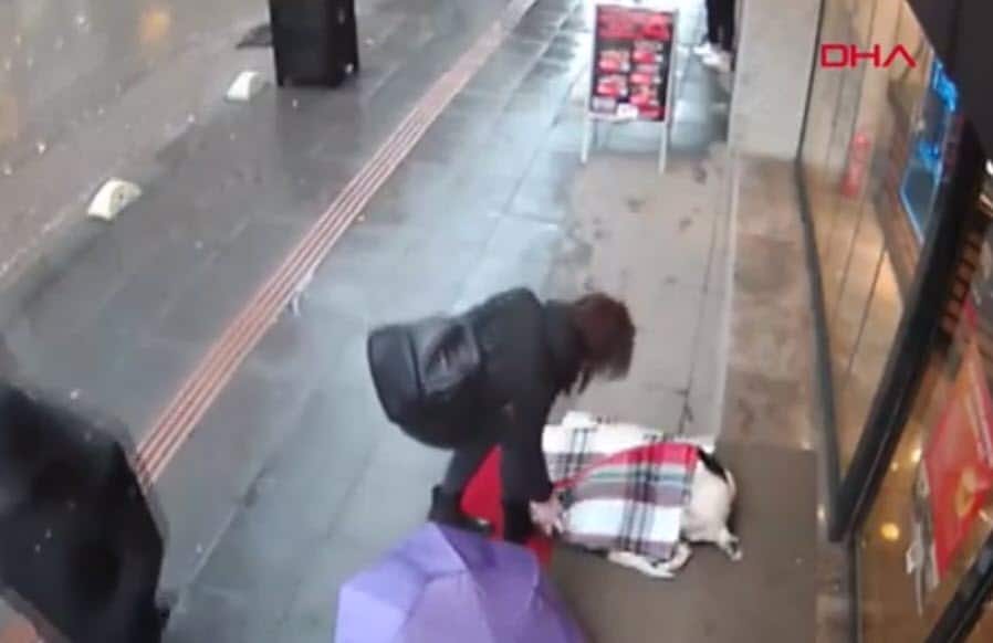 Wet, frozen dog tries to take shelter: then a stranger’s actions are caught on camera – go viral