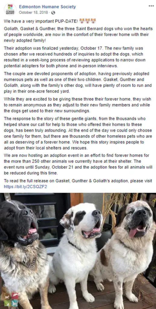 Inseparable St. Bernard trio dumped at shelter – staff is determined to find them forever home together