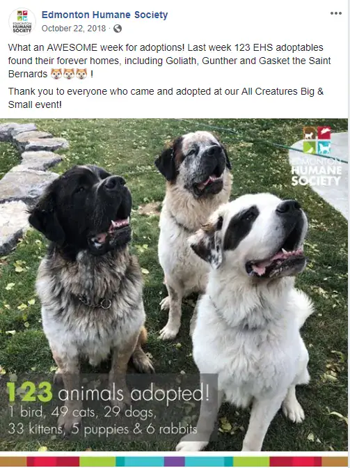 Inseparable St. Bernard trio dumped at shelter – staff is determined to find them forever home together