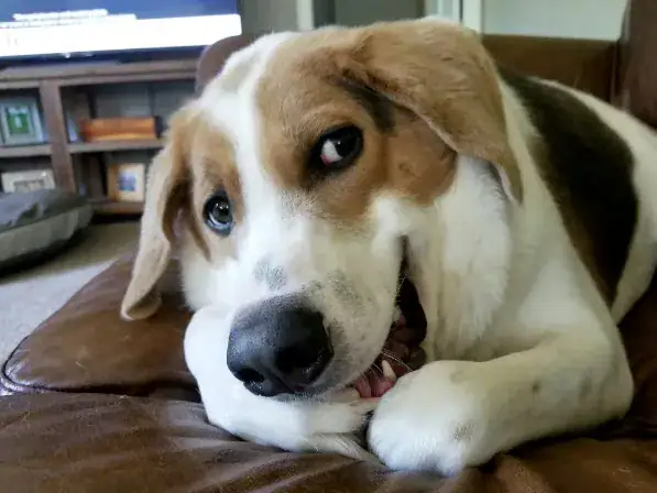 Dog born with only half a spine due to inbreeding — but that doesn’t stop him from smiling