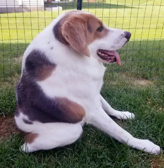 Dog born with only half a spine due to inbreeding — but that doesn’t stop him from smiling