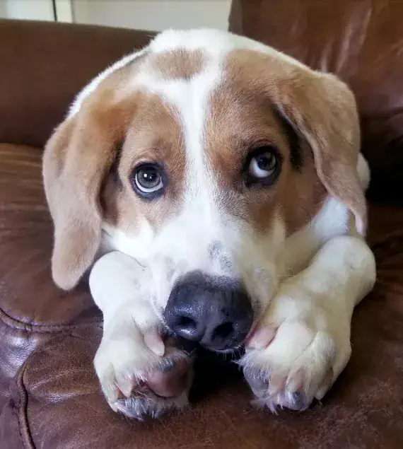 Dog born with only half a spine due to inbreeding — but that doesn’t stop him from smiling