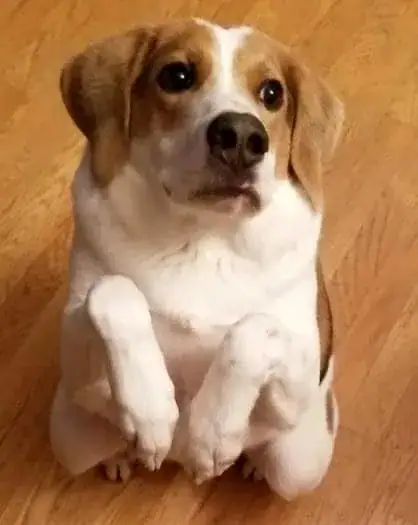 Dog born with only half a spine due to inbreeding — but that doesn’t stop him from smiling