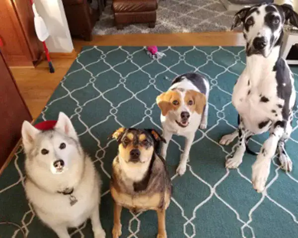 Dog born with only half a spine due to inbreeding — but that doesn’t stop him from smiling