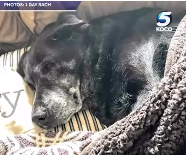 Grieving senior dog found next to dead owner’s side – she refused to leave