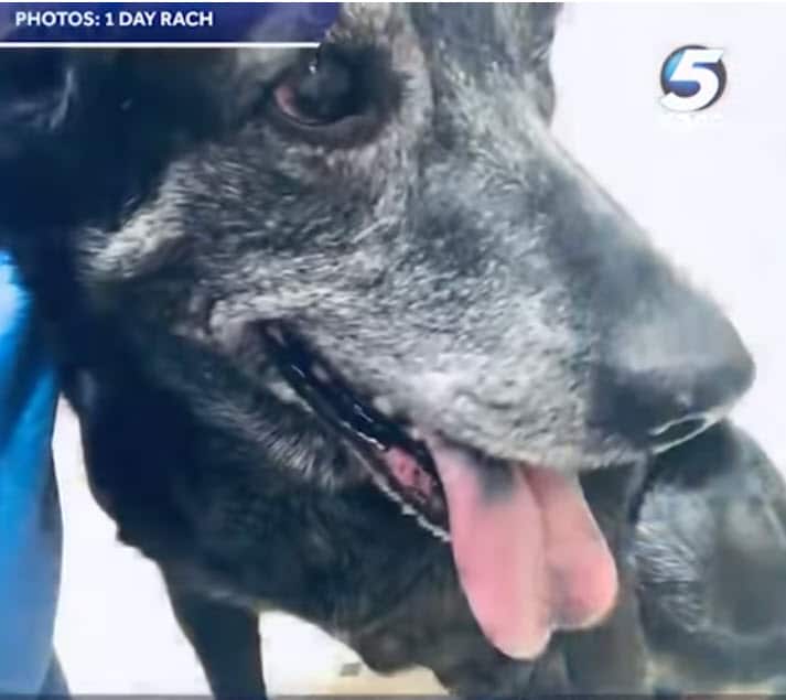 Grieving senior dog found next to dead owner’s side – she refused to leave