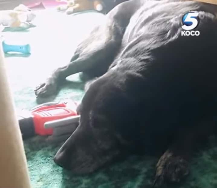 Grieving senior dog found next to dead owner’s side – she refused to leave