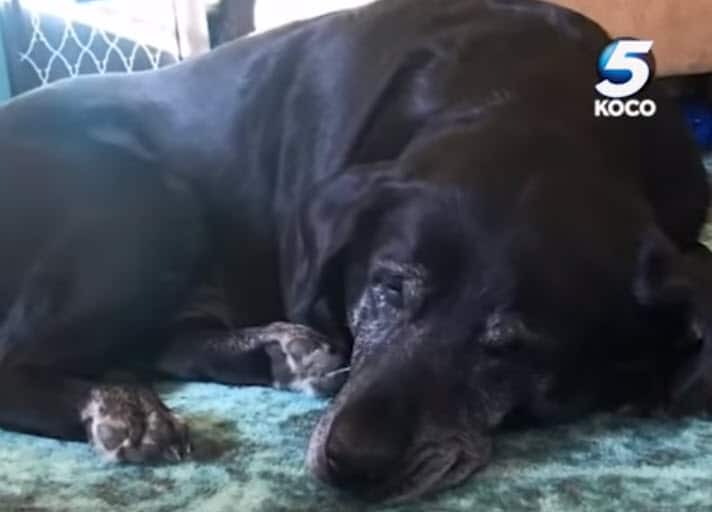 Grieving senior dog found next to dead owner’s side – she refused to leave
