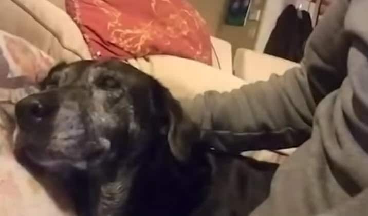 Grieving senior dog found next to dead owner’s side – she refused to leave