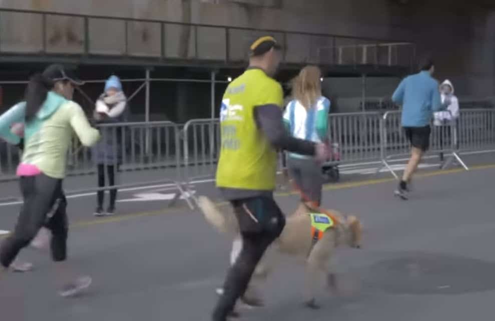 3 Labrador guide dogs help blind marathon runner make history