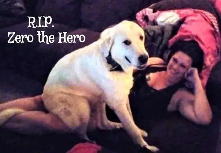 Hero dog dies after saving family from a gunman at a child’s birthday party