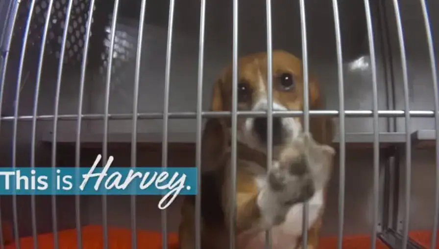 36 beagles that survived lab testing are looking for their forever homes – let’s spread the word