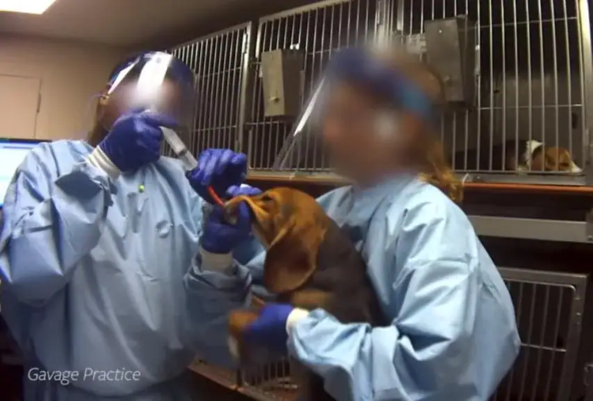 36 beagles that survived lab testing are looking for their forever homes – let’s spread the word
