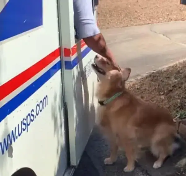 Golden Retriever falls in love with local mailman, so mom starts documenting their daily routine