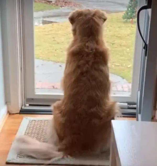 Golden Retriever falls in love with local mailman, so mom starts documenting their daily routine