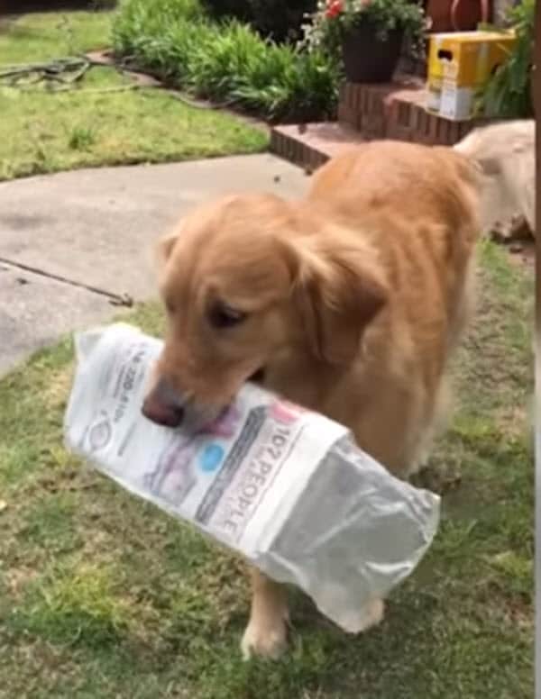 Golden Retriever falls in love with local mailman, so mom starts documenting their daily routine
