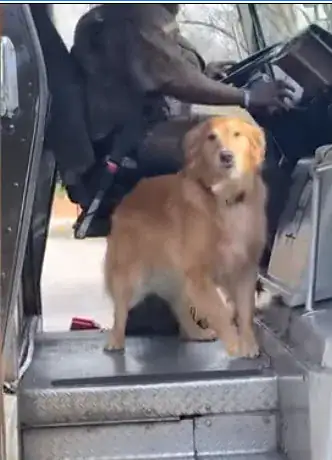 Golden Retriever falls in love with local mailman, so mom starts documenting their daily routine
