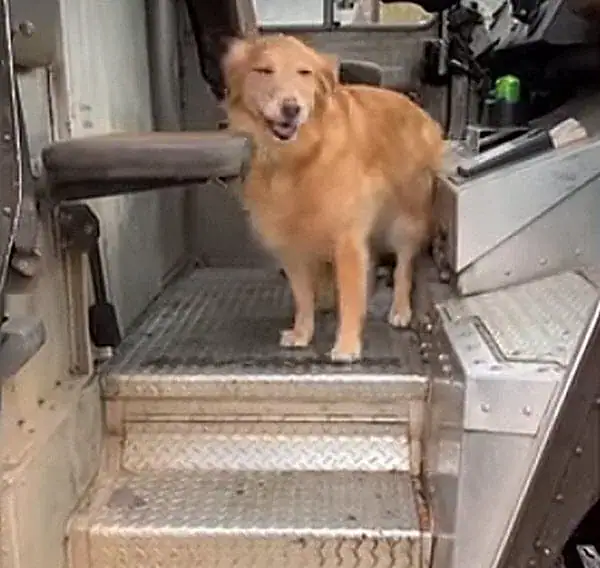 Golden Retriever falls in love with local mailman, so mom starts documenting their daily routine