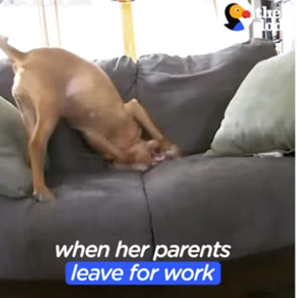 Watch: Hidden camera catches cat comforting anxious dog every day while their owners are at work