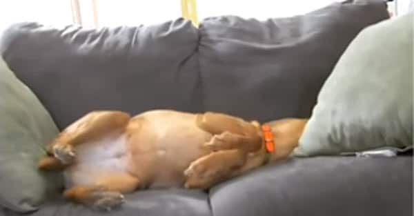 Watch: Hidden camera catches cat comforting anxious dog every day while their owners are at work