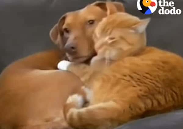 Watch: Hidden camera catches cat comforting anxious dog every day while their owners are at work
