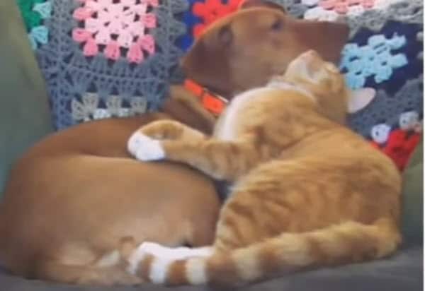 Watch: Hidden camera catches cat comforting anxious dog every day while their owners are at work