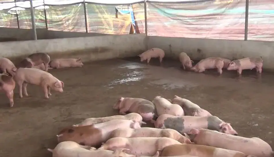 10-year-old girl’s feet infested with fleas after she ran through pigsty barefoot