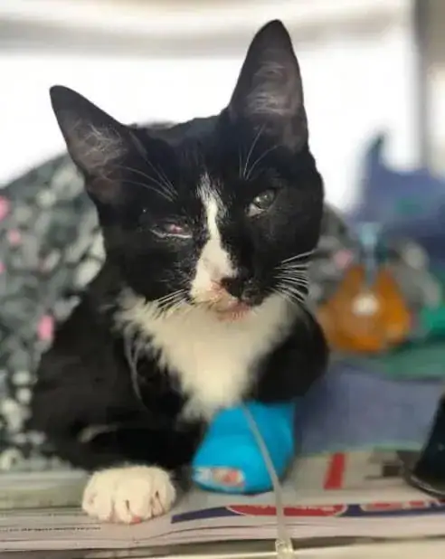 Cat who snuck into family’s washing machine survives a full wash cycle with no broken bones