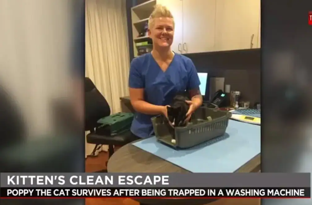 Cat who snuck into family’s washing machine survives a full wash cycle with no broken bones